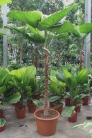 Licuala Grandis