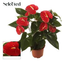 Anthurium Famous Red Selected