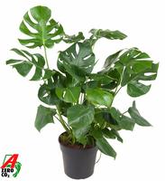 Monstera deliciosa bush