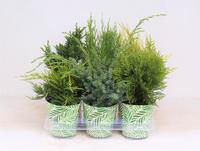 Conifers P-13 in smartcup SPRING