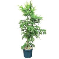 Cryptomeria jap. Sekkan