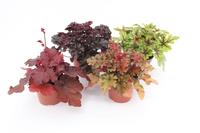 Heuchera in varieties