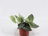 Scindapsus Silver Lady