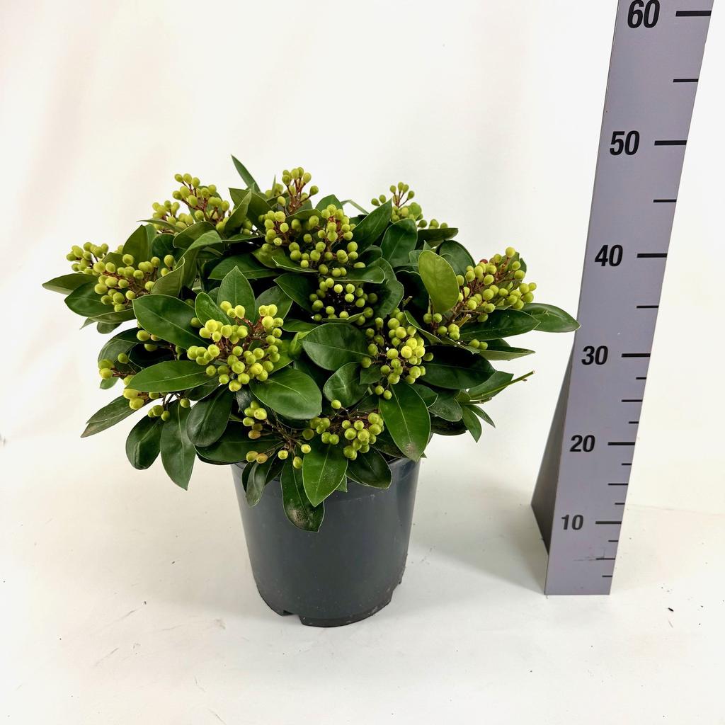 Picture of Skimmia jap. OBSESSION ® P24 30/+-TRUSSES