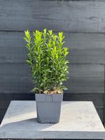 Euonymus jap. Green Spire