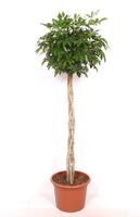 Schefflera arboricola Compacta