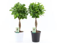 Ficus Microcarpa Moclame in Black & White ceramic