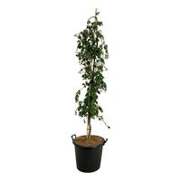 Fagus syl. Pendula