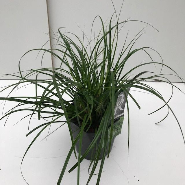 Picture of Carex Evergreen P17 (2 Ltr) Square