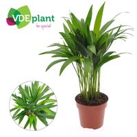 Dypsis lutescens (Areca) ASP