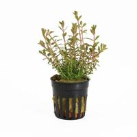 Rotala colorata