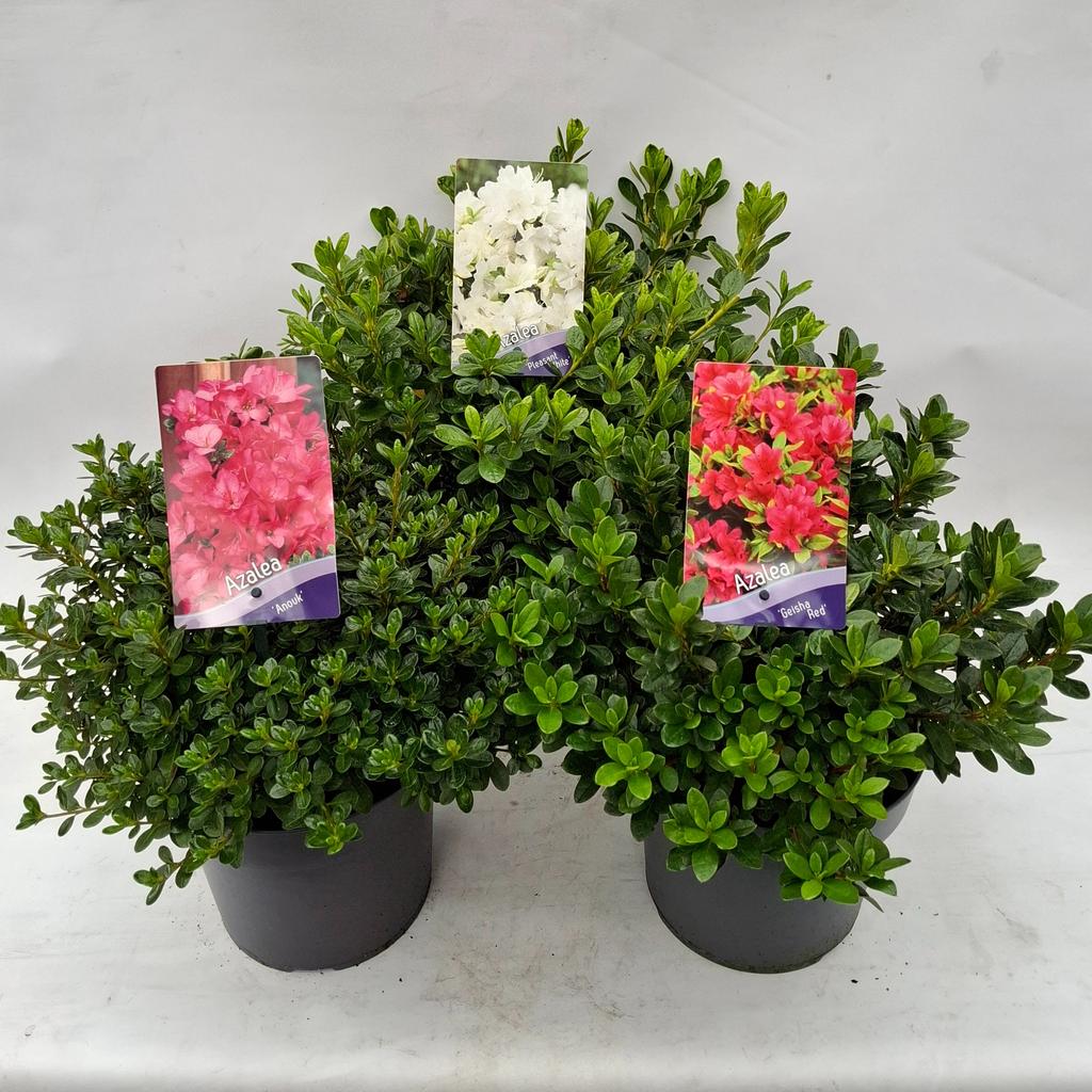 Picture of Rhododendron japonica in varieties P19 (3 Ltr)