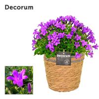 Campanula Porto LL S.