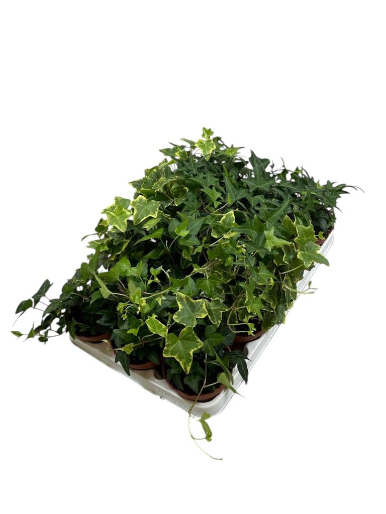 Picture of Hedera helix in varieties P9