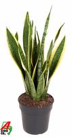 Sansevieria laurentii