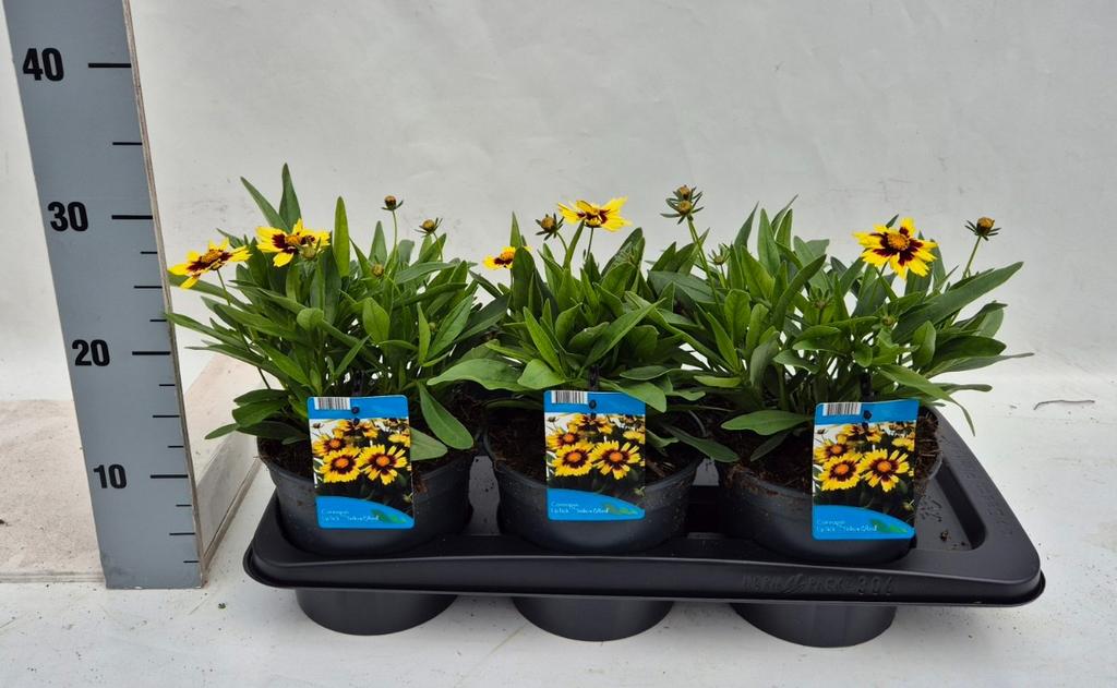 Obrázek Coreopsis Up Tick Yellow & Red P17 (2 Ltr) 25CM