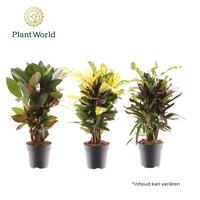 Codiaeum (Croton) branched mix 2-3 varieties