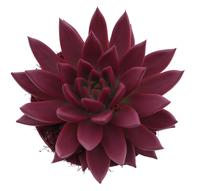 Echeveria Miranda Rainbow bordeaux red