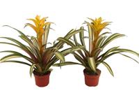 Guzmania Marjan variegated