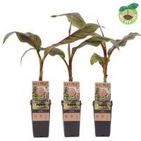 Musa Ever Red