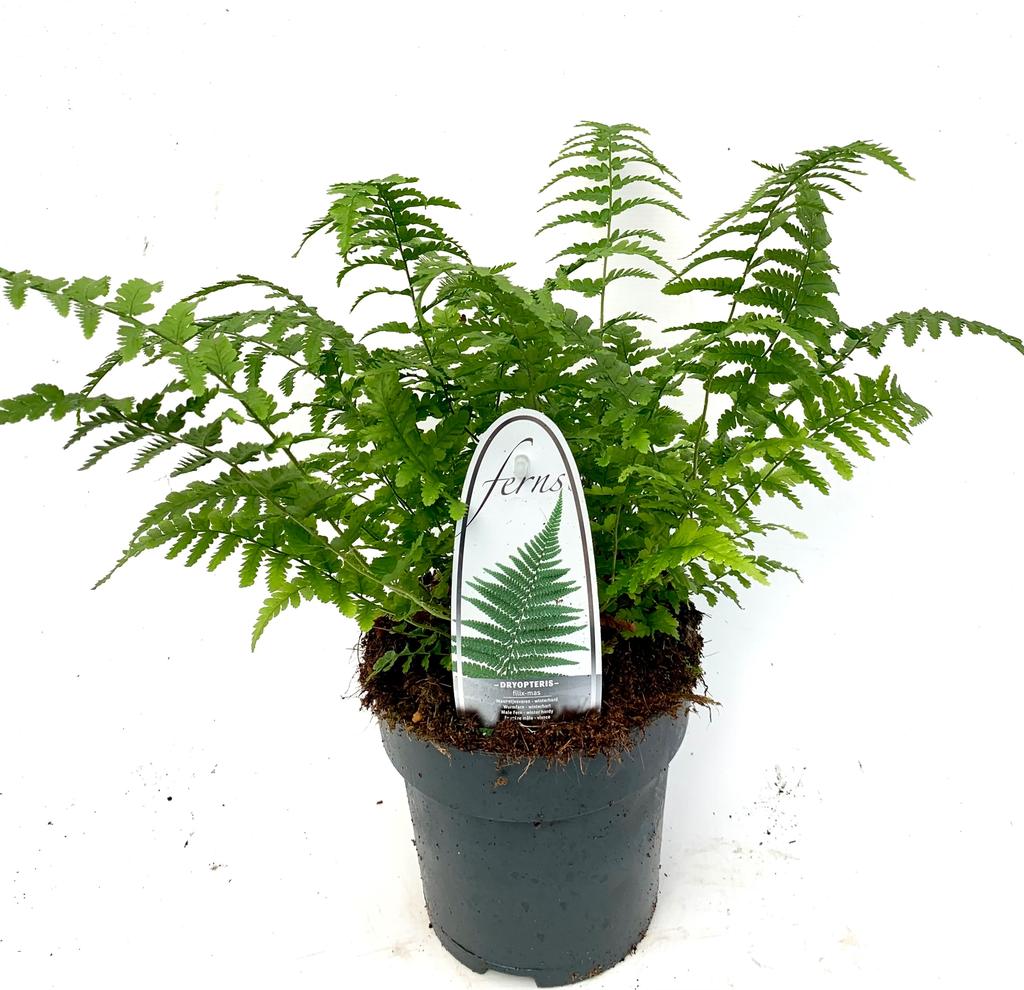 Billede af Dryopteris filix-mas P15