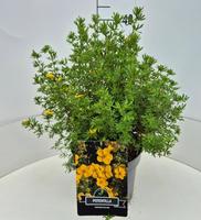 Potentilla f. Goldfinger