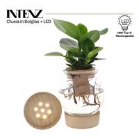 Hydroponic Clusia in bulb glass and click curk plus LED