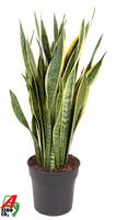 Sansevieria laurentii