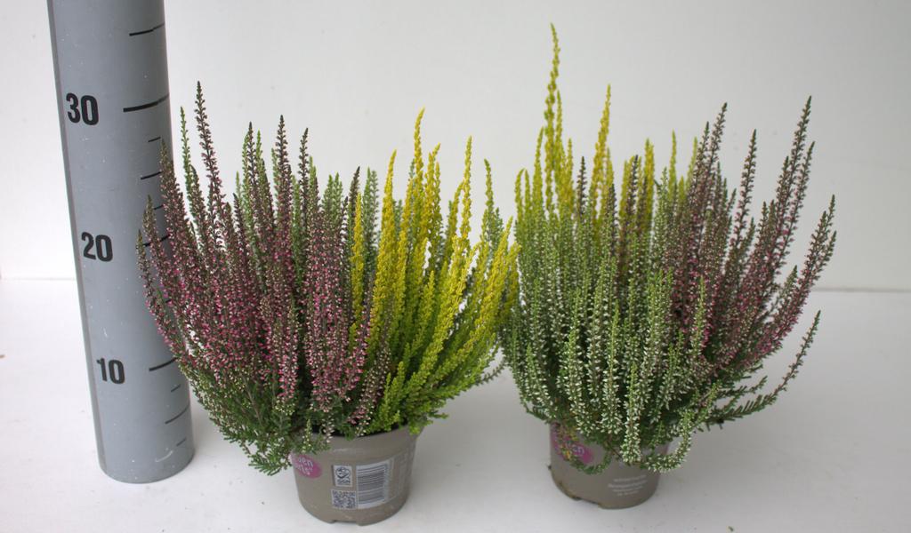 Picture of Calluna Garden Girls Trio (Red-White-Yellow) P12 25CM