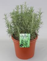 Rosmarinus officinalis