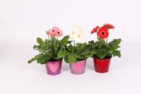 Gerbera 2+ flowers in zinc with velvet Heart varieties