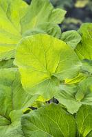 Petasites hybridus