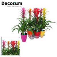 Guzmania Maxima varieties in luxury ceramic