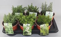 Hebe in 6 varieties