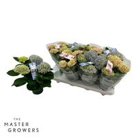 Hydrangea macr. Magical Revolution Mix 3+ Flowers