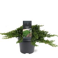 Juniperus proc. Nana
