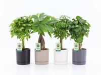 Houseplants Stems in varieties in Hainan ceramics 4 colours