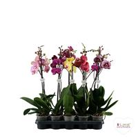 Phalaenopsis hybrid dark colours