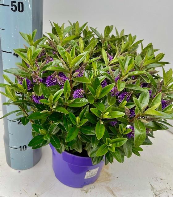 Picture of Hebe Queen Kiwi Karaka P23 (5 Ltr) 40CM
