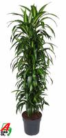 Dracaena Hawaiiana branched