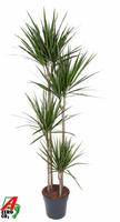 Dracaena marginata 120-90-60-30