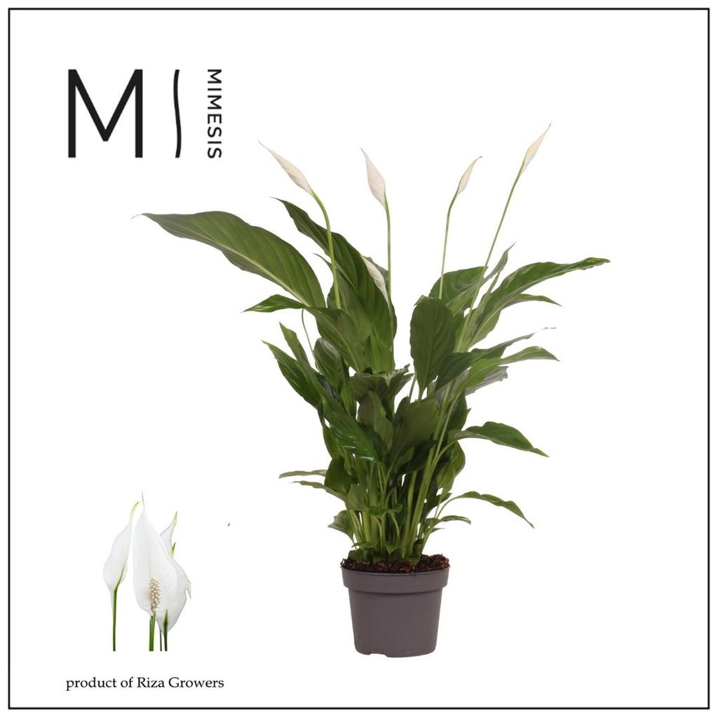 Picture of Spathiphyllum Strauss Mimesis P13 50CM