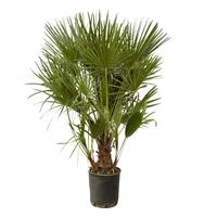 Chamaerops humilis