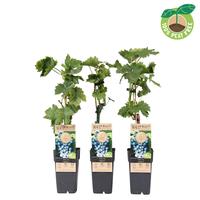 Vitis vinifera Regent (crafted)