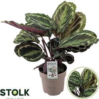 Calathea Medallion