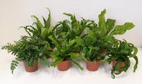 Asplenium in varieties (INDOOR)