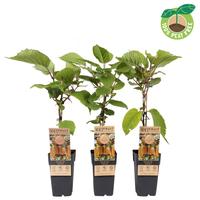 Actinidia del. Hayward