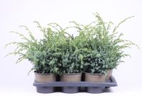 Juniperus chin. Blue Alps