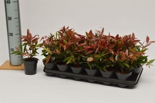 Obrázek Leucothoe keis. Royal Ruby P9
