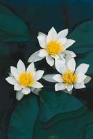 Nymphaea Pygmaea Alba
